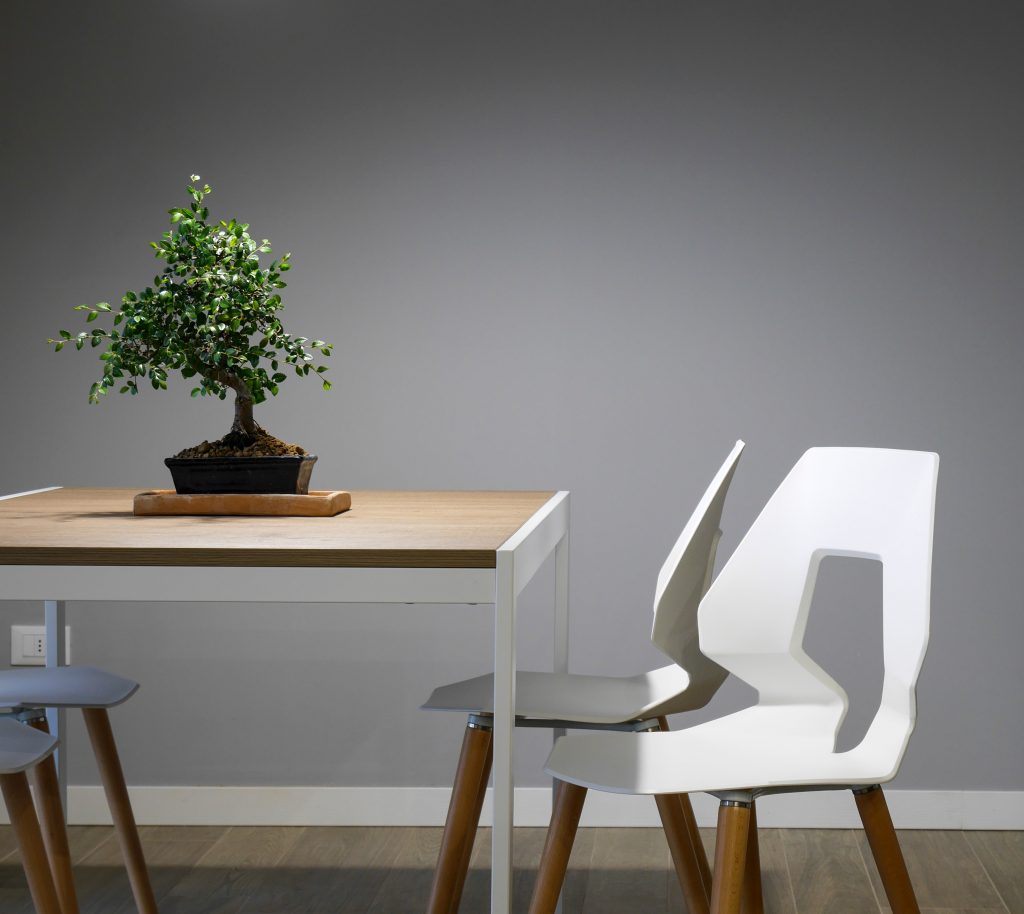 Chairs and bonsai tree